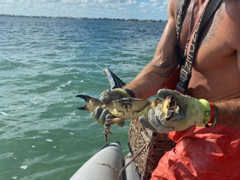 Shirtless person in orange bibs and gloves holding a large crab with black-tipped claws over blue coastal waters from a small boat on a sunny day.
