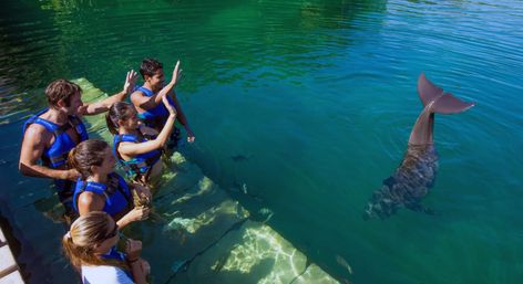Swim With Dolphins in Cancún: Multiple Locations, All Ages image 5