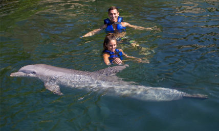Swim With Dolphins in Cancún: Multiple Locations, All Ages image 3