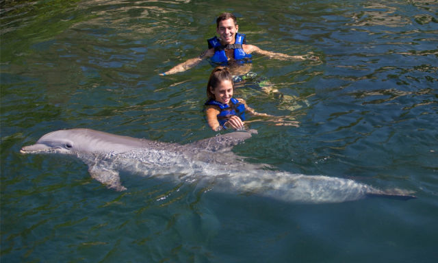 Swim with dolphins in Cancun and The Riviera Maya image 3
