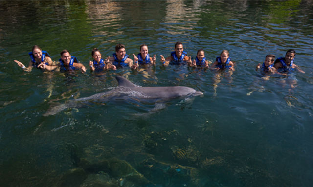 Swim with dolphins in Cancun and The Riviera Maya image 4