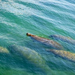 Group of gentle manatees (sea cows) swimming just below the surface in clear green coastal water with sunlight rippling across their backs
