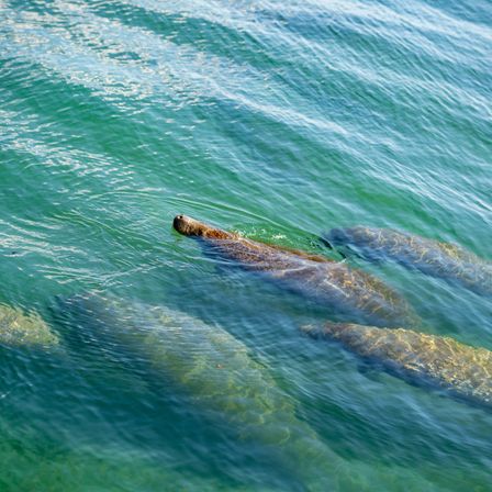 Group of gentle manatees (sea cows) swimming just below the surface in clear green coastal water with sunlight rippling across their backs