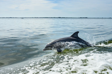 Playful bottlenose dolphin surfacing through a boat wake in calm coastal waters under a pale blue sky