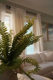 Lush potted fern reaching toward a sunlit window in a cozy modern living room with sheer curtains and a neutral sofa