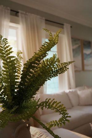Lush potted fern reaching toward a sunlit window in a cozy modern living room with sheer curtains and a neutral sofa