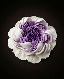 Close-up of a purple-and-white piped buttercream flower resembling a peony on a dark background, cake decoration detail