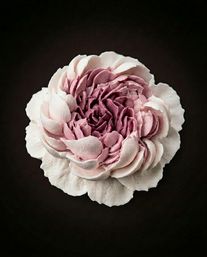 Close-up of a pink and white buttercream flower rosette cake decoration with layered petals on a dark background