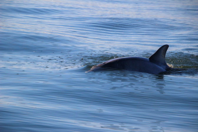 Dolphin surfacing in calm blue coastal waters, dorsal fin and sleek back breaking the surface with sunlight glinting on gentle ocean ripples