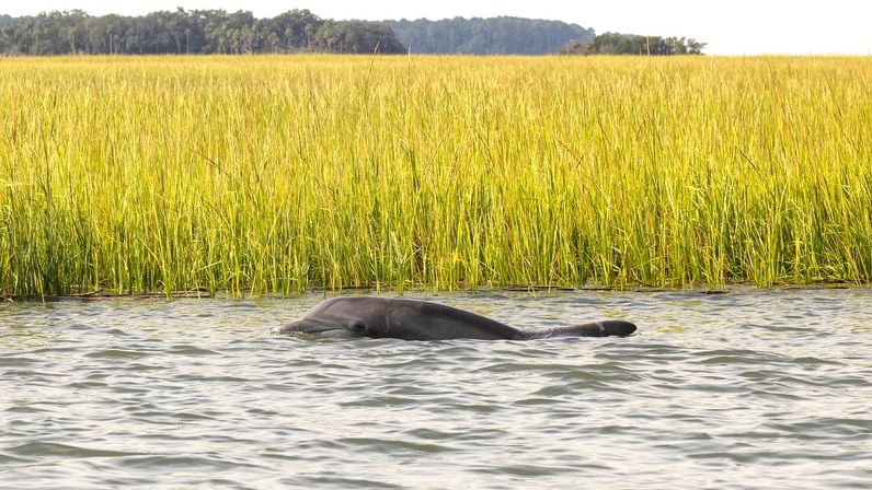 Dolphin surfacing in shallow coastal estuary waters beside tall golden salt marsh grasses with a distant tree line