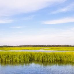 Sunlit coastal salt marsh wetlands with bright green tidal grasses, reflective water channels, and a wide blue sky