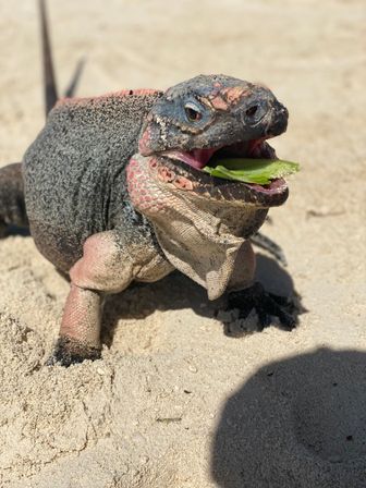 Full Day Tour through the Exumas image 8
