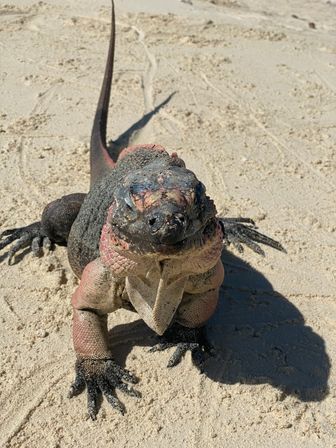 Full Day Tour through the Exumas image 5