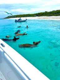 Full Day Tour through the Exumas image 13