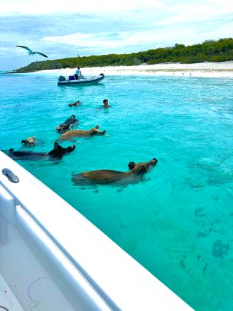 Full Day Tour through the Exumas image 13