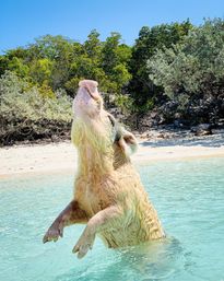 Playful pink pig rearing up in crystal-clear turquoise water off a sandy tropical beach with green coastal shrubs and blue sky.