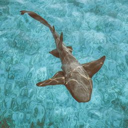 Top-down view of a shark gliding through clear turquoise tropical water with sunlit ripples dancing across its back
