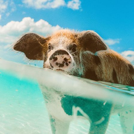 Close-up of a curious swimming pig peeking above clear turquoise water on a sunny tropical beach with a bright blue sky and fluffy clouds