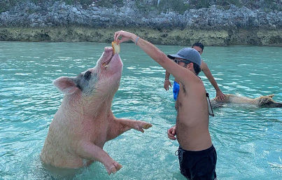 Man in a cap feeding a playful swimming pig a slice of bread in clear turquoise shallow water by a rocky tropical shoreline, another pig floating nearby