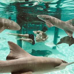 Snorkeler wearing mask and swim trunks floating in turquoise shallow water among several sharks and small fish near wooden pilings.