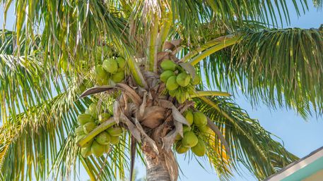 Close-up of a coconut palm crown with clusters of green coconuts and long feathery fronds against a clear blue sky, bright tropical vibe