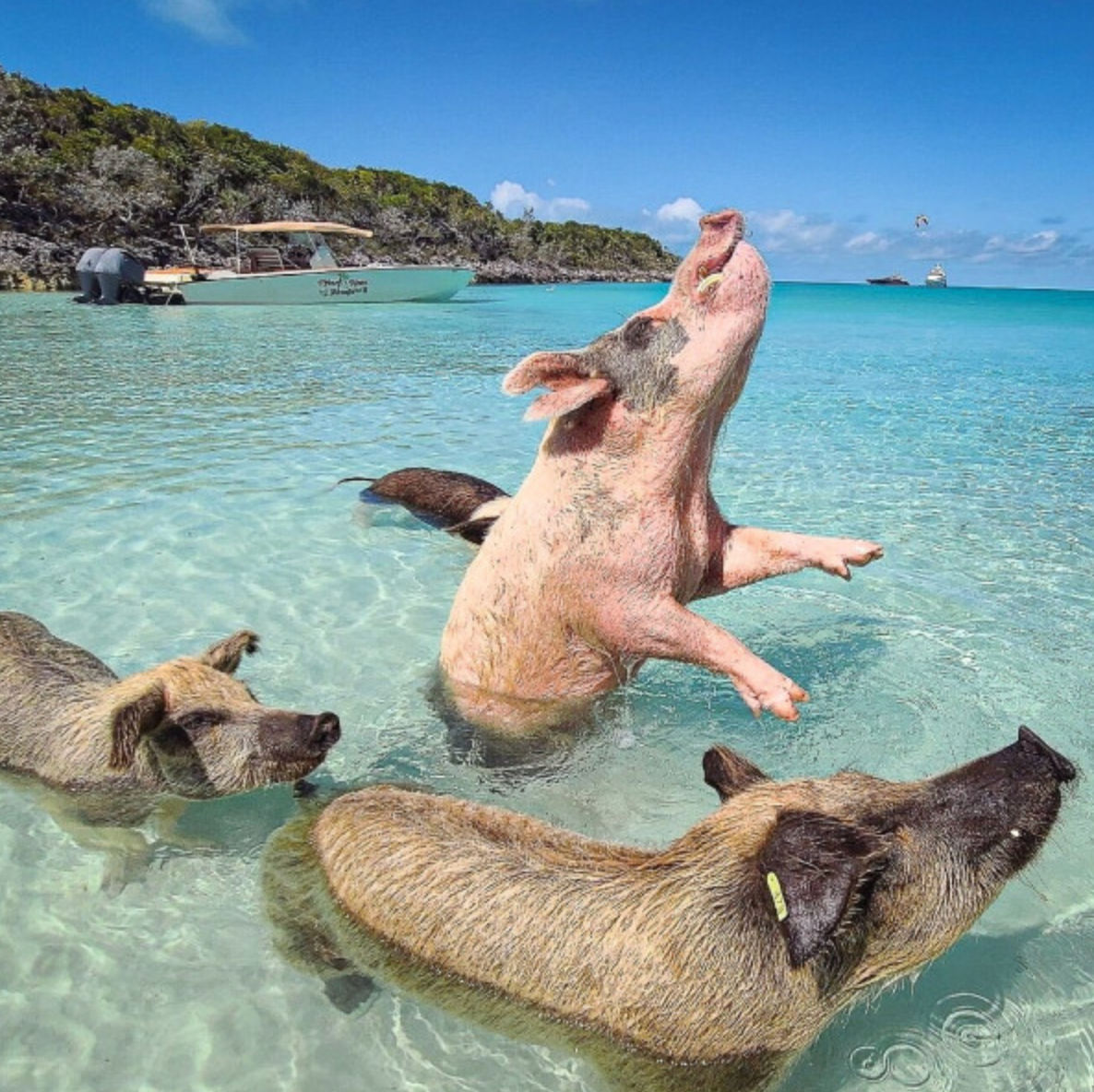 Playful pigs swimming in clear turquoise water off a tropical Bahamas beach, one pig leaping upright near a small boat and tree-lined shore.