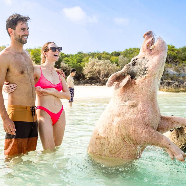 Couple in swimsuits laugh in shallow turquoise water as a large pig rears up and splashes near a tropical island beach.