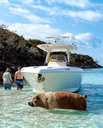 Brown pig wading in clear turquoise shallow water beside a white motorboat anchored at a rocky, tree-lined tropical cove, with two people standing in the water under a sunny blue sky.