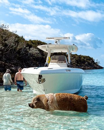 Brown pig wading in clear turquoise shallow water beside a white motorboat anchored at a rocky, tree-lined tropical cove, with two people standing in the water under a sunny blue sky.