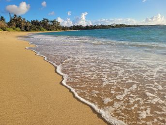 Golden sandy beach with gentle turquoise waves lapping the shore, swaying palm trees and blue sky