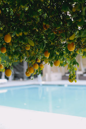 Ripe oranges hanging from a leafy citrus tree over a clear turquoise backyard swimming pool, sunlit patio vibe
