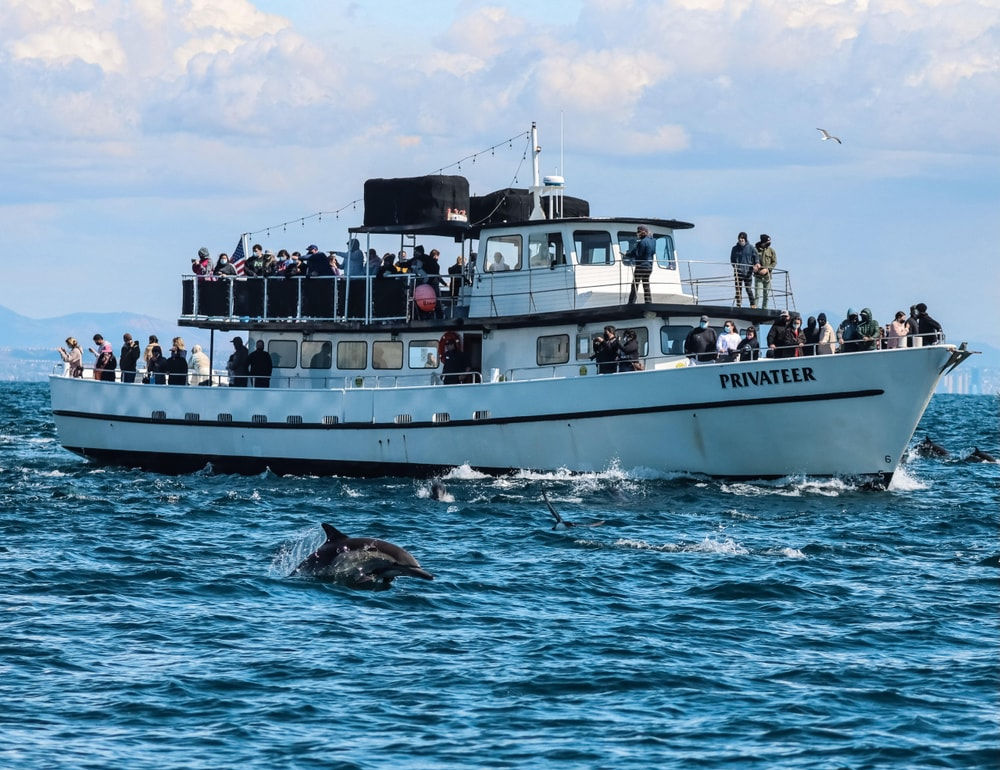 Crowded dolphin-watching tour boat offshore in blue coastal waters, passengers watching playful dolphins leaping near the vessel.