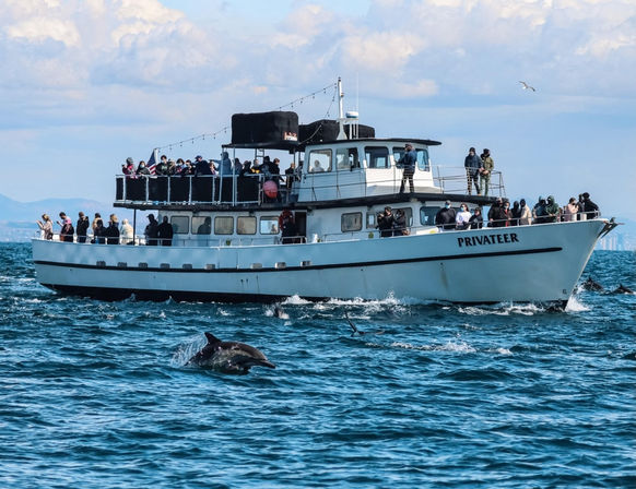 Crowded dolphin-watching tour boat offshore in blue coastal waters, passengers watching playful dolphins leaping near the vessel.