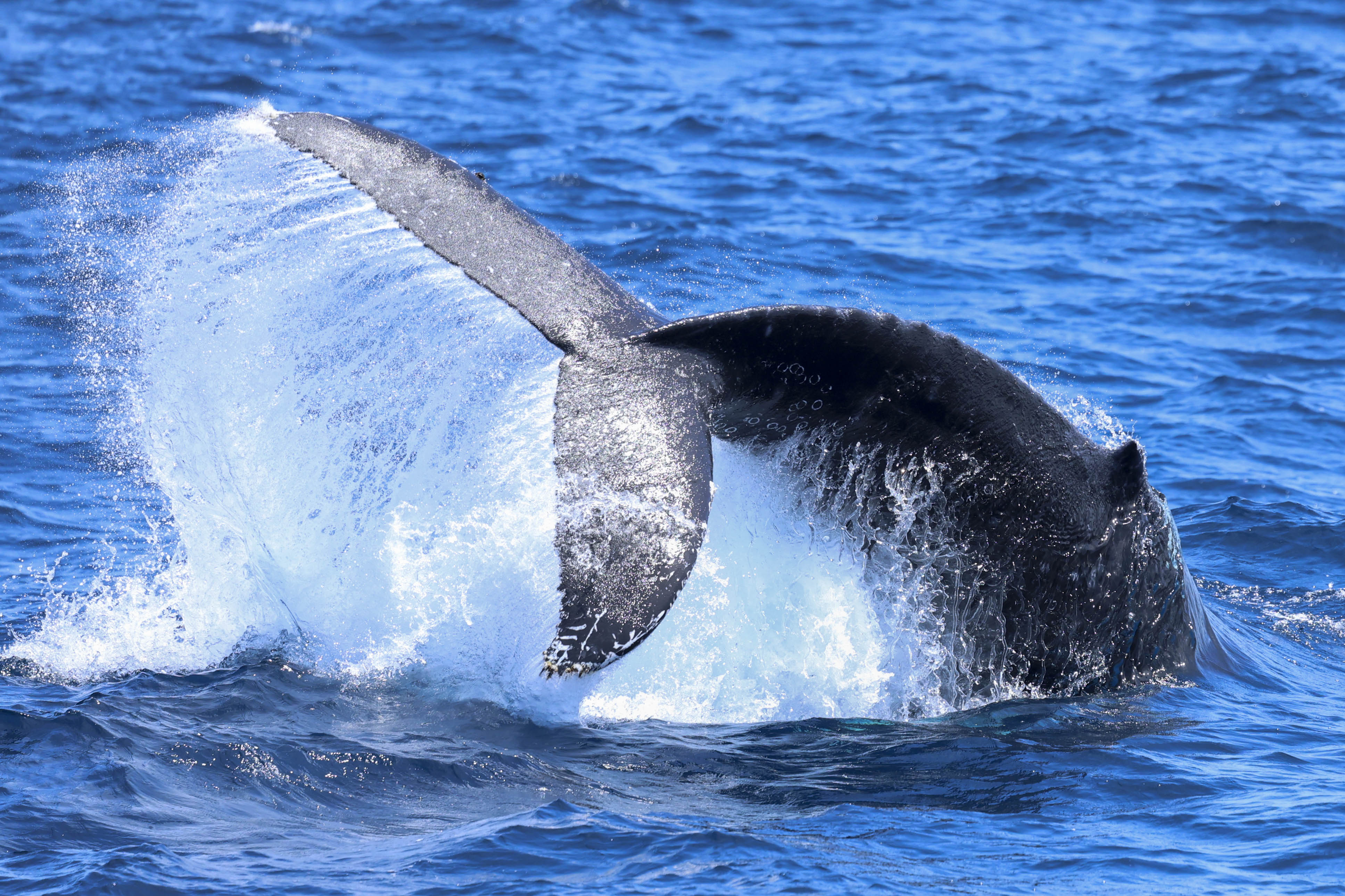 Humpback whale tail fluke splashing dramatically as it dives into bright blue open ocean