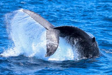Humpback whale tail fluke splashing dramatically as it dives into bright blue open ocean