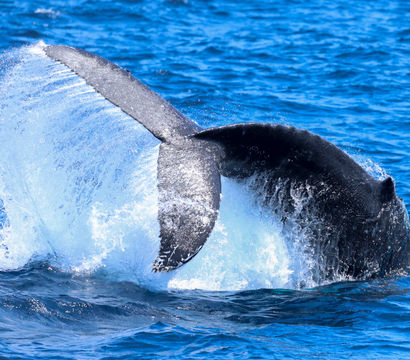 Humpback whale tail fluke splashing dramatically as it dives into bright blue open ocean