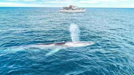 Large whale surfacing and blowing a spout near a whale-watching boat on bright blue open ocean.