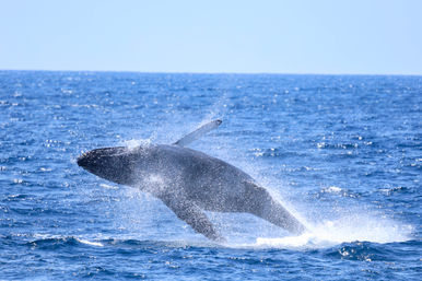 Humpback whale mid-breach, spraying seawater as it launches from the bright blue open ocean under a clear sky