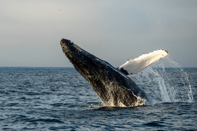 Humpback whale breaching in the open ocean, white pectoral fin arcing through splashing water