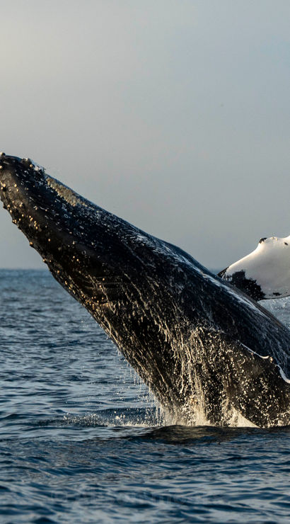 Humpback whale breaching in the open ocean, white pectoral fin arcing through splashing water