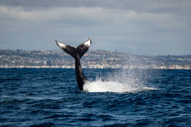 Humpback whale tail slapping the surface, sending a spray of water in deep blue ocean with a coastal city shoreline and cloudy sky in the background