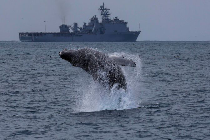 Humpback whale breaching dramatically from choppy ocean water, sending a spray of droplets while a large gray naval ship sits on the distant horizon.