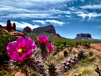 Sedona Red Rocks and Wine Country Tour image 18