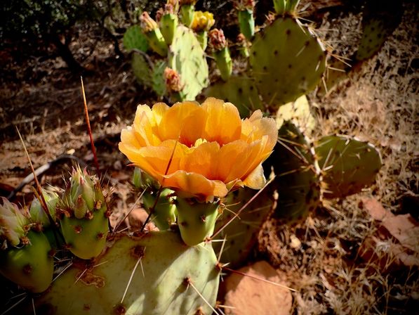 Sedona Red Rocks and Wine Country Tour image 26