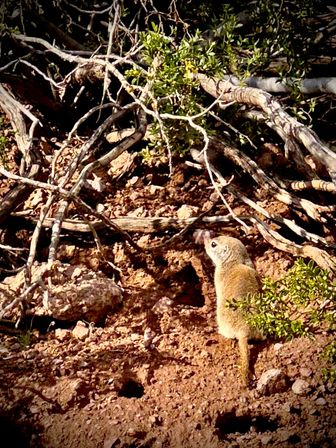 Apache Trail Histories and Mysteries image 6