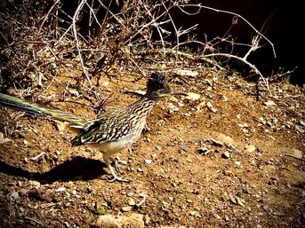 Apache Trail Histories and Mysteries image 4