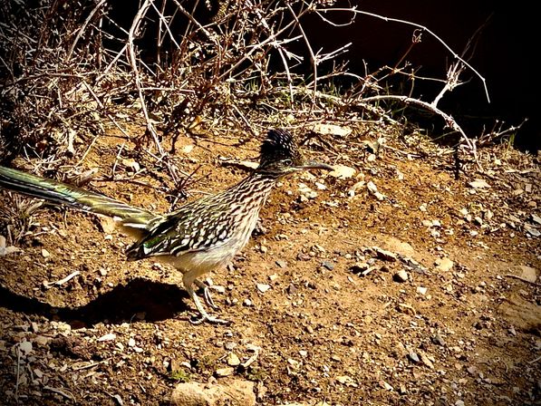 Apache Trail Histories and Mysteries image 4