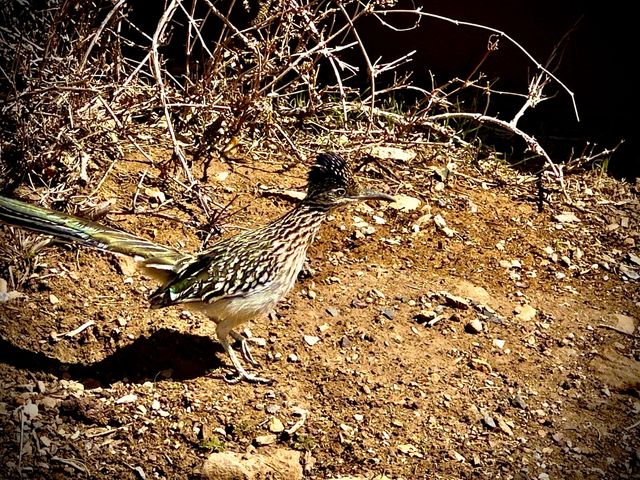Apache Trail Histories and Mysteries image 4