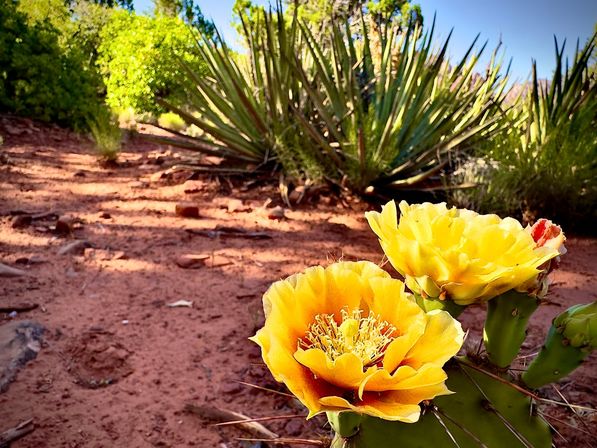 Sedona Red Rocks and Wine Country Tour image 8