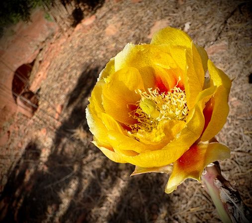 Sedona Red Rocks and Wine Country Tour image 27